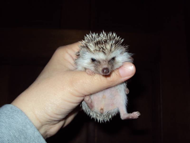 Long Eared Hedgehog